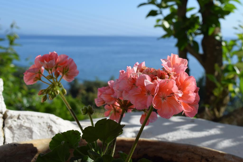 מסונגי Eden Sea View Studios מראה חיצוני תמונה